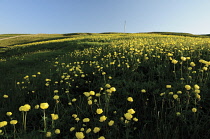 Globeflower, Trollius chinensis.