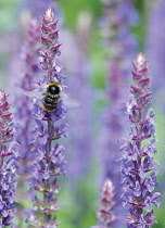 Salvia, Salvia.