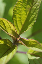 Sage, Salvia officinalis 'Icterina'.