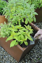 Sage, Salvia officinalis 'Icterina'.