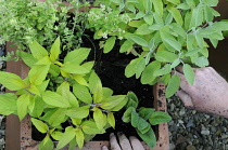 Sage, Salvia officinalis 'Icterina'.