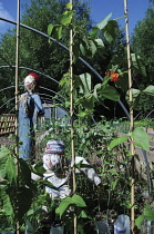 Runnerbean, Phaseolus coccineus.