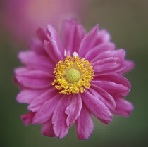 Anemone, Anemone hupehensis.