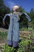 Scarecrow dressed in blue denim dress on an allotment with a mixed  variety of vegetables growing.