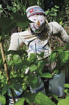 Runnerbean, Phaseolus coccineus.