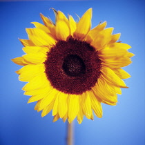 Sunflower, Helianthus annuus.