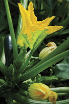 Courgette, Curcubita pepo.