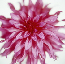 Dahlia.