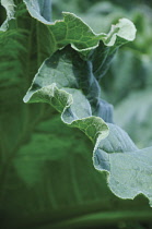 Rhubarb, Rheum rhabarbarum.