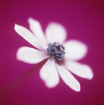 Anemone.
