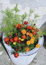 Marigold, French marigold, Tagetes.