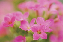 Kalanchoe, Kalanchoe blossfeldiana.