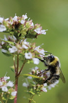 Marjoram, Oregano, Origanum.