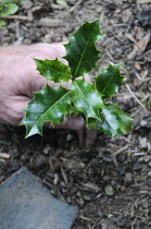 Holly, Ilex aquifolium.