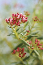 Crassula, Crassula sarcocaulis.