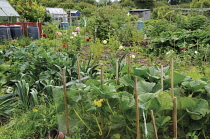 Courgette, Curcubita pepo.