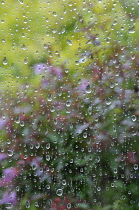 Viewedthroughwindowwithraindrops, Plants.