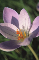 Crocus, Autumn crocus, Colchicum.