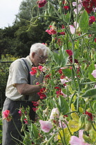 Sweetpea, Lathyrus odoratus.