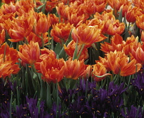 Tulip, Tulipa.