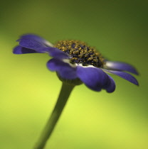 Osteospermum, Cape Daisy, Bellis.