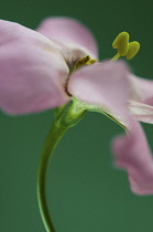 Lisianthus, Eustoma 'Piccolo Pink'.