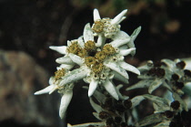 Edelweiss, Leontopodium alpinum.