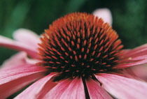 Echinacea, Purple coneflower, Echinacea purpurea.