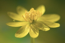 Celandine, Ranunculus ficaria.