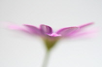 Osteospermum, Cape Daisy.