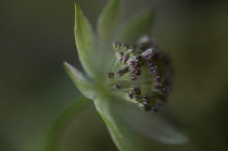 Astrantia, Masterwort.