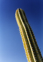 Cactus, Echinopsis.