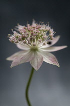 Astrantia, Masterwort.