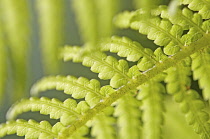 Fern, Tree fern, Dicksonia antarctica.