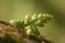 Fern, Tree fern, Dicksonia antarctica.