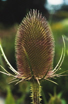 Teasel, Dipsacus fullonum.