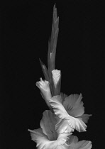 Gladiolus, Gladiolus 'White Ice'.