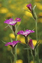 Corncockle, common, Agrostemma githago.