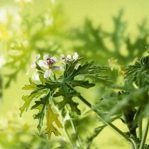 Geranium, Scented geranium, Pelargonium, Pelargonium graveolens.