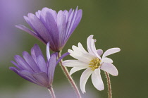 Anemone, Anemone blanda.