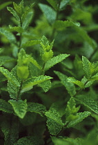 Mint, Spearmint, Mentha spicata.