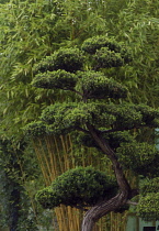 Bonsai, Japanese yew, Taxus cuspidata.
