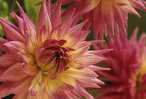 Dahlia, Dahlia 'Pink Jupiter'.