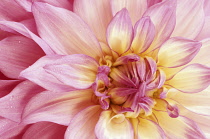 Dahlia, Dahlia 'Sir Alf Ramsey'.