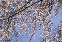 Cherry, Autumn flowering cherry, Prunus subhirtella 'Autumnalis'.