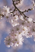 Cherry, Autumn flowering cherry, Prunus subhirtella 'Autumnalis'.