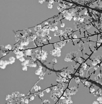 Cherry, Autumn flowering cherry, Prunus subhirtella 'Autumnalis'.