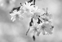 Cherry, Autumn flowering cherry, Prunus subhirtella 'Autumnalis'.