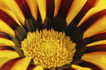 Gazania, Treasure flower, Gazania 'Tiger Stripes'.