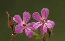 Geranium, Cranesbill, Geranium robertianum.